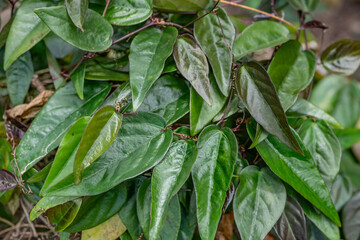 Pu'u Ma'eli'eli Trail, Honolulu Oahu Hawaii. Passiflora suberosa is a species of passionflower that is native to the Americas. corkystem passionflower. orky passion vine, cork-bark passion flower, 