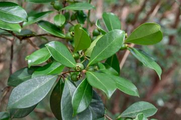 Pu'u Ma'eli'eli Trail, Honolulu Oahu Hawaii.  Psidium cattleyanum (World Plants : Psidium cattleianum), commonly known as Cattley guava, strawberry guava or cherry guava,