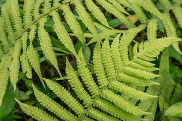 Pu'u Ma'eli'eli Trail, Honolulu Oahu Hawaii. Christella parasitica is a species of fern in the Thelypteridaceae family. A widespread species found in many parts of the world. In Australia, this fern 