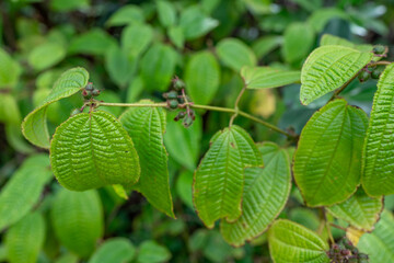 Pu'u Ma'eli'eli Trail, Honolulu Oahu Hawaii.  Miconia crenata (syn. Clidemia hirta), commonly called soapbush, clidemia or Koster's curse, is a perennial shrub. - obrazy, fototapety, plakaty