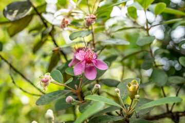 Rhodomyrtus tomentosa also known as rose myrtle, is a flowering plant in the family Myrtaceae, Pu'u...