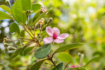 Rhodomyrtus tomentosa also known as rose myrtle, is a flowering plant in the family Myrtaceae, Pu'u Ma'eli'eli Trail, Honolulu Oahu Hawaii. 