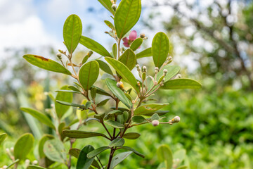 Rhodomyrtus tomentosa also known as rose myrtle, is a flowering plant in the family Myrtaceae, Pu'u Ma'eli'eli Trail, Honolulu Oahu Hawaii. 