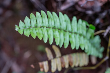 ephrolepis cordifolia is a fern native to the global tropics, including northeastern Australia and Asia. fishbone fern, tuberous sword fern, Pu'u Ma'eli'eli Trail, Honolulu Oahu Hawaii. - obrazy, fototapety, plakaty