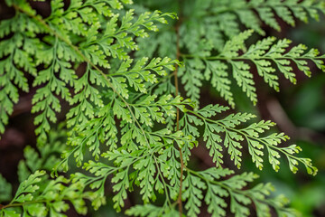 Odontosoria chinensis is a fern in the family Lindsaeaceae. lace fern, pala'ā, palae, or palapala'ā.  Pu'u Ma'eli'eli Trail, Honolulu Oahu Hawaii. 