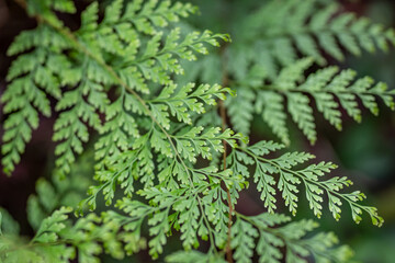 Odontosoria chinensis is a fern in the family Lindsaeaceae. lace fern, pala'ā, palae, or palapala'ā.  Pu'u Ma'eli'eli Trail, Honolulu Oahu Hawaii. 