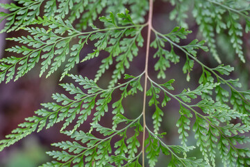 Odontosoria chinensis is a fern in the family Lindsaeaceae. lace fern, pala'ā, palae, or palapala'ā.  Pu'u Ma'eli'eli Trail, Honolulu Oahu Hawaii. 