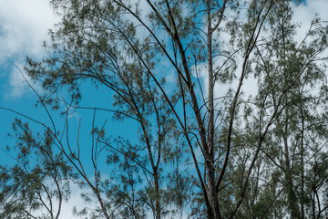 Casuarina equisetifolia, coastal she-oak, horsetail she-oak, ironwood, beach sheoak, beach...