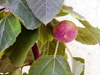 purple figs on tree stock photo