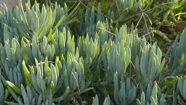 Senecio serpens or blue chalksticks is a species of the genus Senecio and dwarf shrub from the family Asteraceae that is indigenous to southern Africa. It needs little water.