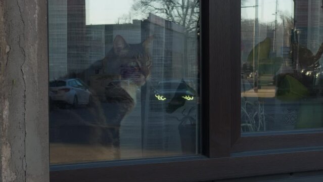 A Felidae gazes out of a glass window in a building