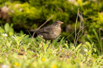 Blackbird (Turdus merula) searching for food in the grass