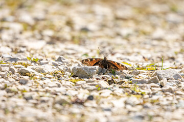 Peacock butterfly (Aglais io) on the ground