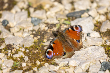 Peacock butterfly (Aglais io) on the ground