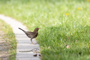 Blackbird (Turdus merula) searching for food in the grass