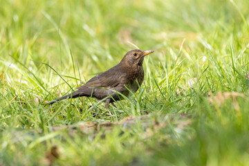 Blackbird (Turdus merula) searching for food in the grass