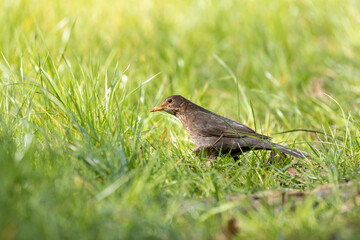 Blackbird (Turdus merula) searching for food in the grass