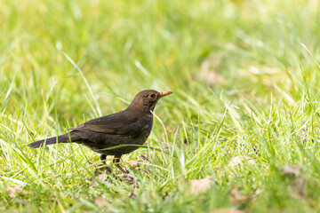 Blackbird (Turdus merula) searching for food in the grass