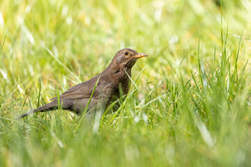 Blackbird (Turdus merula) searching for food in the grass