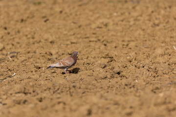 Common Wood Pigeon in the Arable Land