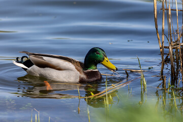 Male mallard duck (Anas platyrhynchos) swimming