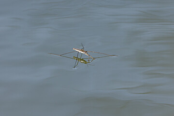 Common pond skater in the lake