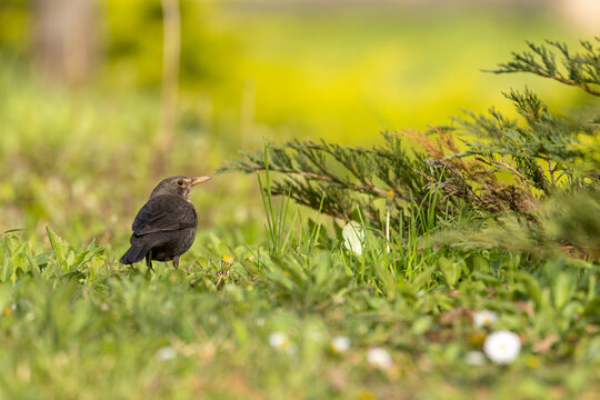 Blackbird (Turdus merula) searching for food in the grass