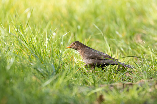 Blackbird (Turdus merula) searching for food in the grass