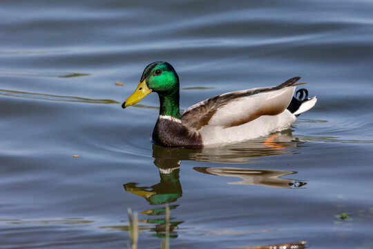 Male mallard duck (Anas platyrhynchos) swimming