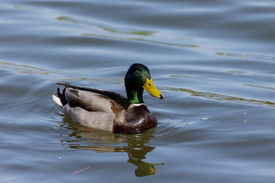 Male mallard duck (Anas platyrhynchos) swimming