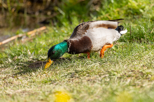 Mallard duck (Anas platyrhynchos) on the grass