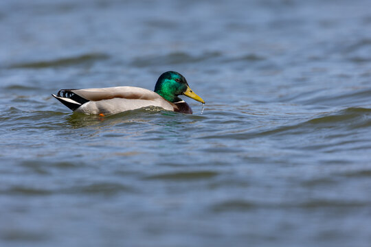 Male mallard duck (Anas platyrhynchos) swimming