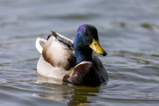 Male mallard duck (Anas platyrhynchos) swimming
