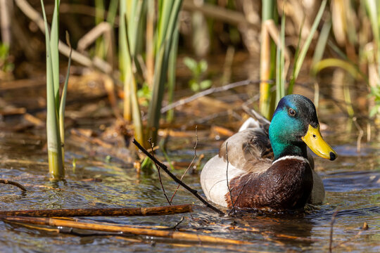 Male mallard duck (Anas platyrhynchos) swimming in the lake