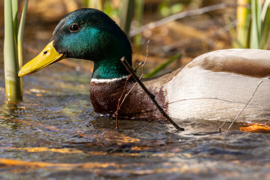 Male mallard duck (Anas platyrhynchos) swimming in the lake