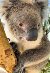 A Koala native to Australia sits in a gum tree