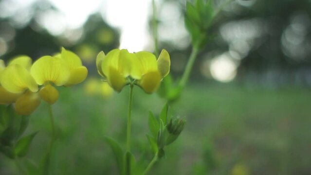 Lotus corniculatus is flowering plant in pea family Fabaceae, native to grasslands in Eurasia. It is common bird's-foot trefoil, eggs and bacon, birdsfoot deervetch, and just bird's-foot trefoil