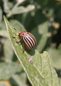 Adult Colorado Potato Beetle on a half eaten potato leaf