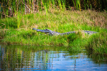 Everglades alligator
