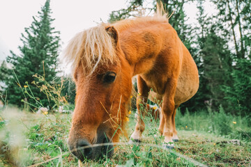Red pony eats grass in a pasture.Pony farm in Lungau, Austria. Pony grazing in the paddock...
