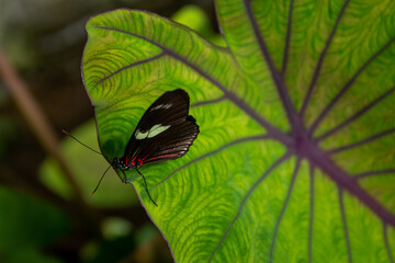 A dark butterfly with striking red markings rests on a vibrant green leaf, its intricate patterns...