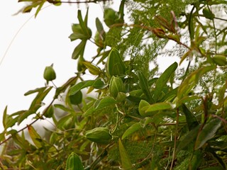 The blue passionflower, bluecrown passionflower or common passion flower (Passiflora caerulea), Spain