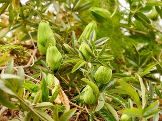 The blue passionflower, bluecrown passionflower or common passion flower (Passiflora caerulea), Spain