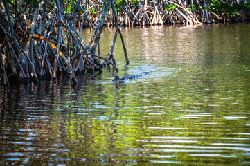 Everglades alligator