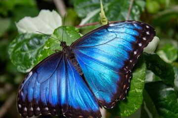 A stunning Blue Morpho butterfly is perched on a green leaf, its iridescent blue wings open,...