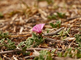 Flowers of mallow bindweed and mallow-leaved bindweed (Convolvulus althaeoides), Spain