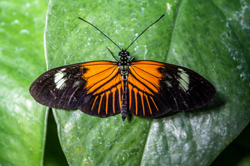 This striking image showcases an orange and black butterfly at rest, its vivid wings spread flat against the waxy surface of a green leaf, in a peaceful natural setting.