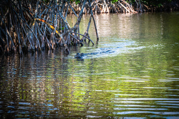 Everglades alligator