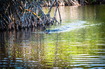 Everglades alligator