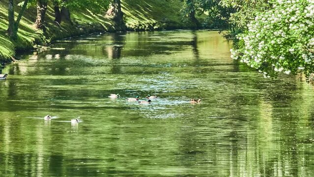 Several ducks and drakes swim along picturesque river